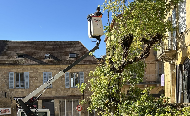 Élagage Saint-Cyprien 